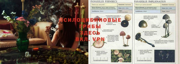 прущие грибы Абаза